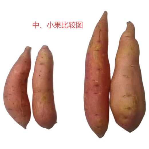 Authentic Tobacco Potato No. 25 Oil-flowing Honey Roasted Sweet Potato Sweet Potato Origin Straight-haired Sweet Potato Net Weight 3Jin Jin equals 0.5kg Single fruit 50-150g