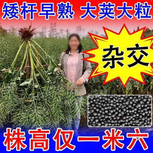 Rapeseed hybrid large-grained rapeseed, specially cultivated by the Academy of Agricultural Sciences for oil extraction, with short stems, resistance to lodging and frost resistance, guaranteed Hualongyou No. 3 rapeseed 500g, about 110,000 seeds + technology