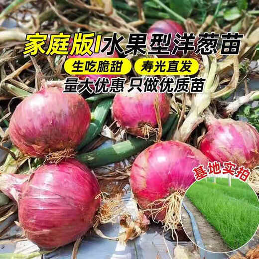 Onion seedlings, Shandong purple-skinned onion seedlings, fruit onion seedlings, cold-resistant and easy to live, freshly planted seedlings, dug and sold now, purple-skinned onion seedlings, 20 pieces