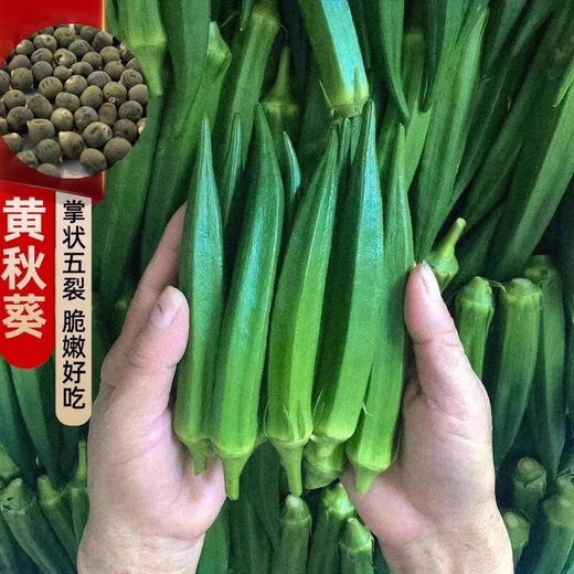 Okra seeds, fruit, red okra seeds, okra seedlings, sowing vegetables in spring and summer seasons, balcony courtyard, original pack of 50 okra seeds