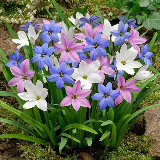 Orchid, onion orchid and leek bulbs bloom all year round, double-petaled orchid, heat-resistant and cold-resistant garden balcony potted flowers, color, mixed color, 50 balls (flowers bursting into pot effect)