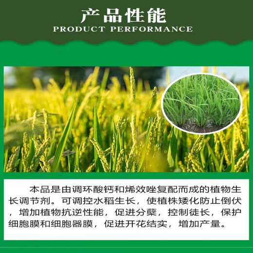 Bisel 15% Prohexadione Calcium Uniconazole Wheat Rice Peanut Dwarf Plant Resistance Lodging Control Vigorous Growth Regulation 500g 2 Bottles