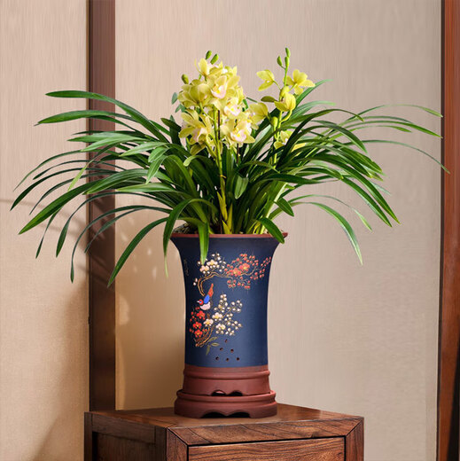 Strong-scented large-flowered orchid green plant potted New Year's Eve flowers with buds in autumn and winter. Pandan 5 seedlings (flowering in autumn and winter) + antique flower pots