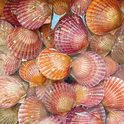 Fresh and moist fresh small red clams, net weight 3 Jin Jin equals 0.5 kg, 7-9 pieces/Jin Jin equals 0.5 kg, fresh, direct from Weihai source, New Year's gift giving