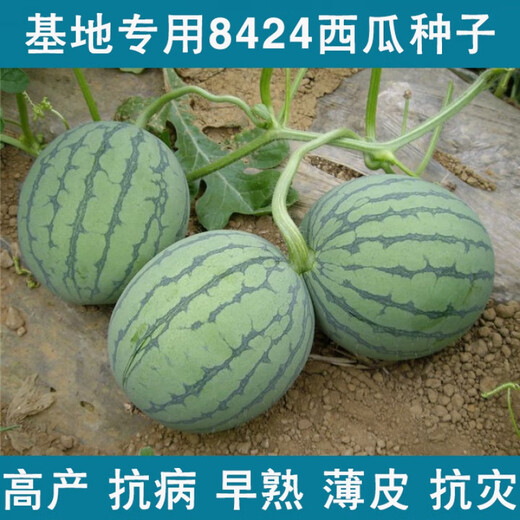 Wei Meng Meidu Red Crisp Hand Nanzaojia 8424 Watermelon Seeds Seedless Extra Large Watermelon Seeds Black Skin Yellow Soil Seedless 100 Tablets