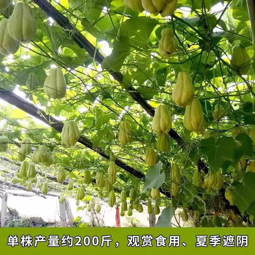 Chayote seedlings, seedlings with roots, seeds, larvae seedlings, melon seedlings, handrail melon planting seedlings, 6 chayote seedlings