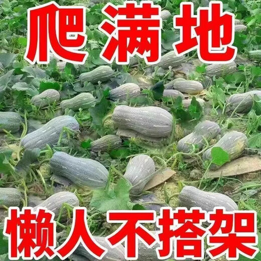 Honey Pumpkin Seeds, Super Sweet Pumpkin Seeds, Sweet Pumpkin Seeds, Sweet Pumpkin Seeds, Early Mature, High Yield, Sowing All Seasons, 2 Packs of Pumpkin Seeds, Sweet Pumpkin Seeds