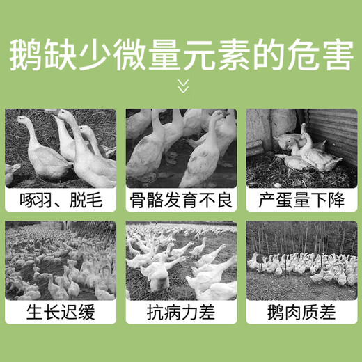 Meat goose fattening goose feed additive egg laying goose goose premix rapid fattening additive goose fattening *5 barrels buy 5 barrels get 1 barrel free as low as 225/barrel