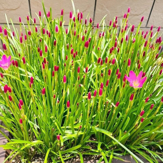 Orchid, onion orchid and leek bulbs bloom all year round, double-petaled orchid, heat-resistant and cold-resistant garden balcony potted flowers, color, mixed color, 50 balls (flowers bursting into pot effect)