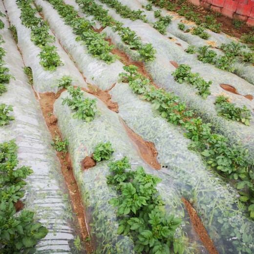 White mulching film, transparent vegetable insulation plastic film, agricultural moisturizing multi-purpose film for planting and seedlings, thickened wholesale 20Jin Jin equals 0.5kg, shed 3m 1.4 wire 160m