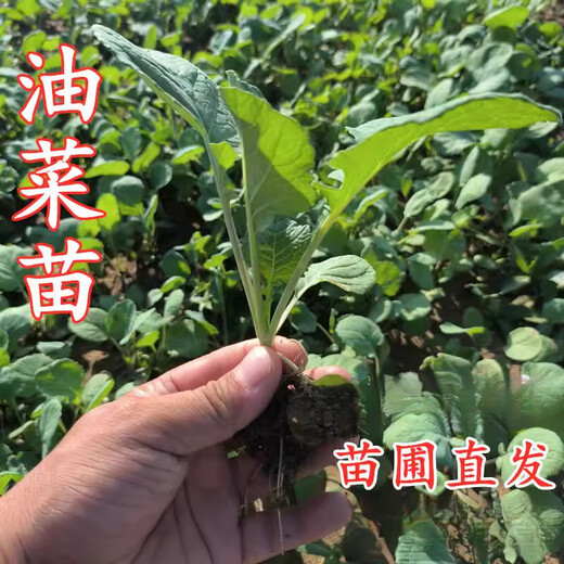 Autumn Ying rape seedlings, rapeseed seedlings, rapeseed seedlings, celery seedlings, autumn and winter high-yielding seedlings, vegetable seedlings, rapeseed seedlings, 20 rapeseed seedlings