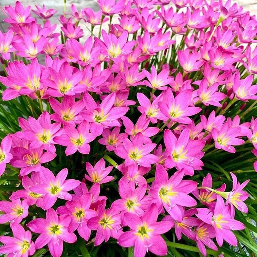 Orchid, onion orchid and leek bulbs bloom all year round, double-petaled orchid, heat-resistant and cold-resistant garden balcony potted flowers, color, mixed color, 50 balls (flowers bursting into pot effect)