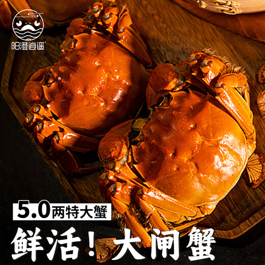 Live crab Yangcheng Xiaoyao hairy crab fresh crab gift box river and lake seafood male 4.7-5.0 female 3.7-4.0 two 4 pairs 8 pieces straight from the source