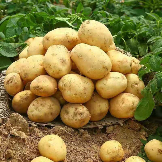 Qiuying high-yielding early-maturing yellow-skinned yellow-heart potato seeds Yunnan farmer's old variety yellow-heart budding potato seeds 500g