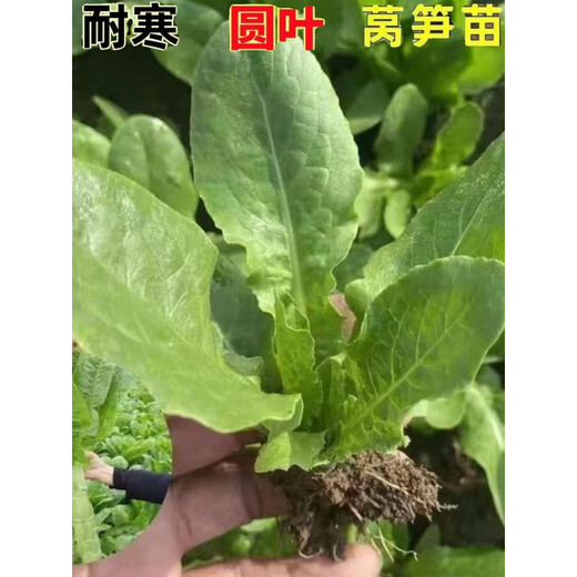 Lettuce seedlings, red lettuce seedlings, lettuce seedlings, family balcony open field, high-yielding autumn and winter cold-resistant vegetable seedlings, 10 red lettuce seedlings