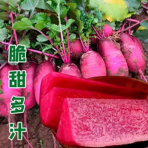 Pineapple fruit radish seeds ~ red radish rouge radish seeds four seasons seeds garden vegetables pineapple radish 2 packs 500 capsules
