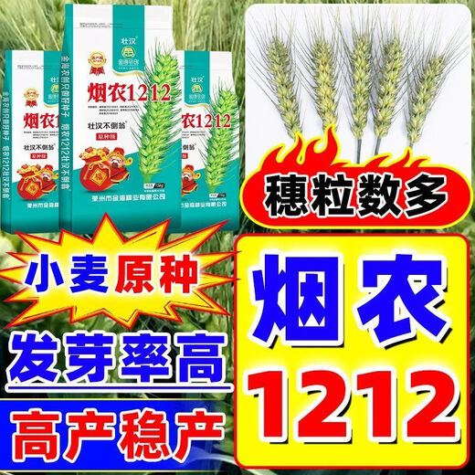 Strong man, original seed grade, Tobacco Nong 1212 wheat seed, genuine, high-yielding, drought-resistant and frost-resistant winter wheat seed, a new variety of winter wheat seed, high-purity wheat seed approved by both countries, 15 kg, original seed grade