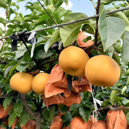 Jingxiansheng Shandong Laiyang Qiuyue Pear Net weight 8Jin Jin is equal to 0.5kg Single fruit 300g+ Self-operated fruit Straight from the source