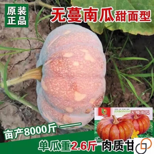 Vineless pumpkin seeds, sweet pumpkin, chestnut flavor powder, glutinous and sweet chestnut pumpkin seeds, high yield and disease resistance, original, one pack, about 20+, vineless pumpkin seeds