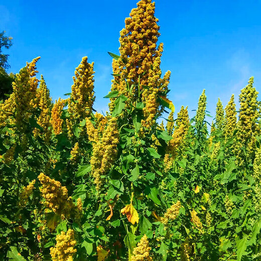Xinyi black quinoa seeds are early-maturing and high-yielding in the field for easy-to-live quinoa seeds and grains. White quinoa seeds are half Jin Jin equal to 0.5 kg.