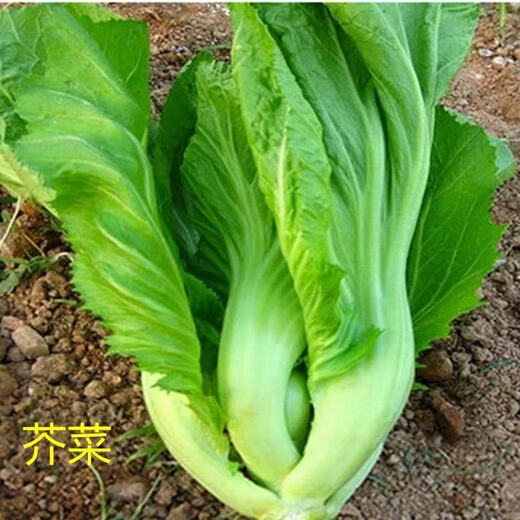 Shuidong sweet mustard seeds, Guangdong pickled cabbage, heat-resistant field farm high-yielding four-season vegetable seeds, Shuidong sweet mustard seeds, randomly packed, original 2 packs, about 2010 grains + fertilizer