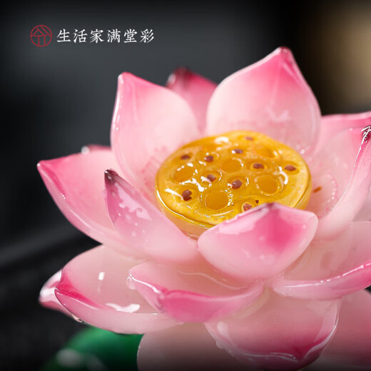 Tuojin color-changing tea pet ornaments can raise creative lotus golden toad tea play tea table tea table kung fu tea set accessories decoration golden toad play dew-gift box