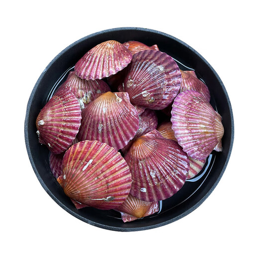 Fresh and moist fresh small red clams, net weight 3 Jin Jin equals 0.5 kg, 7-9 pieces/Jin Jin equals 0.5 kg, fresh, direct from Weihai source, New Year's gift giving