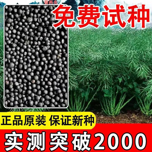 Rapeseed hybrid large-grained rapeseed, specially cultivated by the Academy of Agricultural Sciences for oil extraction, with short stems, resistance to lodging and frost resistance, guaranteed Hualongyou No. 3 rapeseed 500g, about 110,000 seeds + technology
