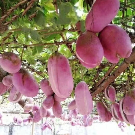 August melon, August fried seeds, new dietary fiber seeds, four-season climbing vines, balcony potted edible fruit seeds, August melon seeds/pack, about 20 capsules, 5 packs