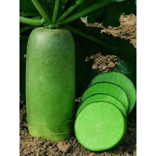 Newly planted this year, Shawo green-skinned fruit radish seeds, rock sugar heart radish seeds, cold-resistant garden planting, new seeds good germination, 8 packs, about 2400 seeds