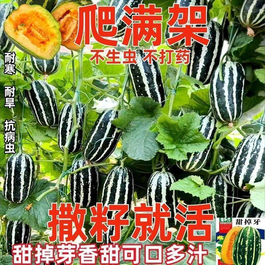 Sweet toothless rock sugar melon seeds, four-season high-yielding garden balcony potted fruit seeds, rock sugar melon seeds, sweet toothless seeds/pack of about 100 capsules, 5 packs