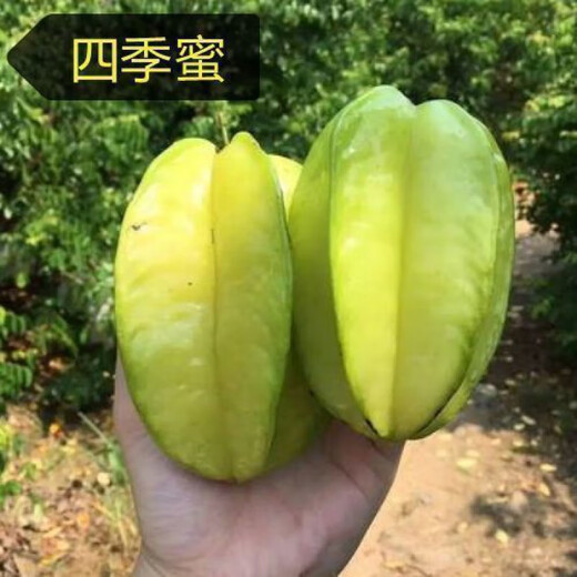 Linpan carambola fruit saplings, four-season sweet red carambola seedlings, grafted seedlings planted in the north and south, will bear fruit in the same year, four-season sweet carambola saplings, 8-year-old seedlings, buy 1 tree and 1 tree will bear fruit next year