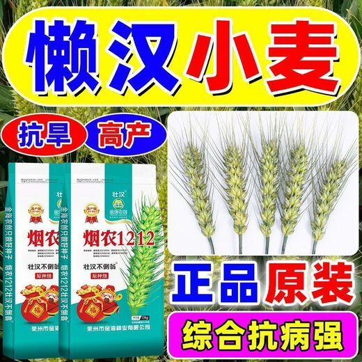 Strong man, original seed grade, Tobacco Nong 1212 wheat seed, genuine, high-yielding, drought-resistant and frost-resistant winter wheat seed, a new variety of winter wheat seed, high-purity wheat seed approved by both countries, 15 kg, original seed grade