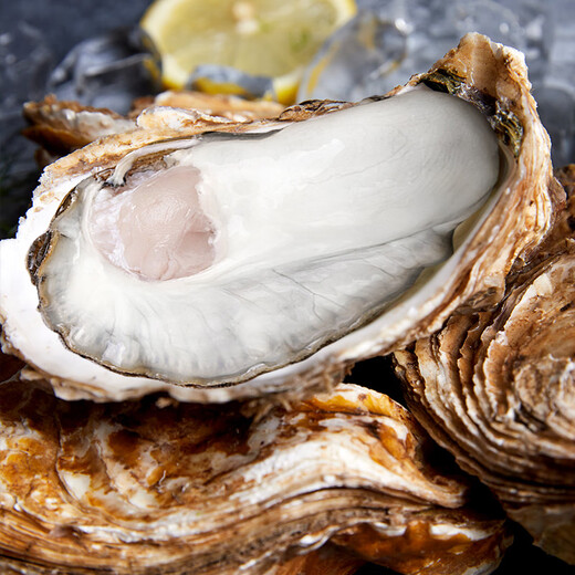 Fresh Jingcai Fresh Oysters 6XL Net weight 5Jin Jin is equal to 0.5kg 6-8 oysters Fresh to your home Fresh seafood Straight from the source
