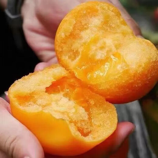 Rhubarb persimmon seeds, yellow tomato seeds, yellow imperial concubine tomato seeds, Northeast large fruit spring vegetable seeds, rhubarb tomato seeds/pack, about 200 capsules, 2 packs