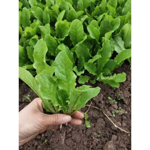 Lettuce seedlings, red lettuce seedlings, lettuce seedlings, family balcony open field, high-yielding autumn and winter cold-resistant vegetable seedlings, 10 red lettuce seedlings