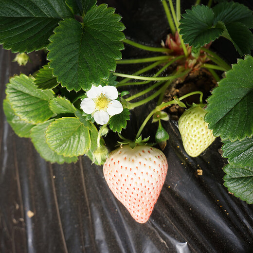 Beijing Agricultural Research Institute Strawberry Seedlings Light Pink White Strawberry Snow White Second Generation Virus-Free Seedlings Production and Breeding Balcony Fruit Seedlings Snow White Second Generation Virus-Free Strawberry Seedlings 2