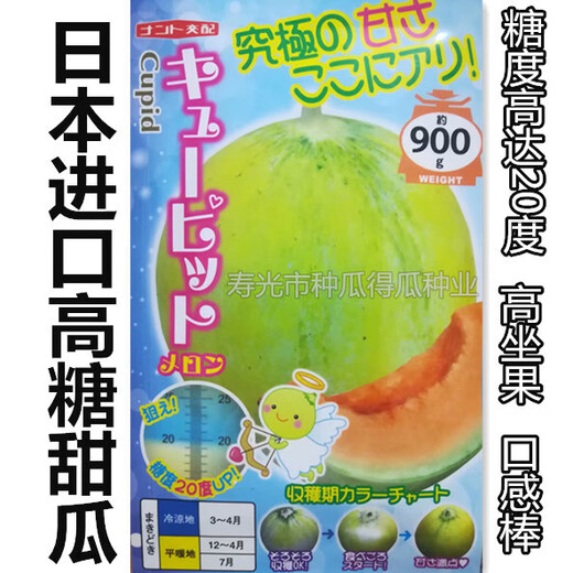 Japanese imported reticulated melon seeds, sweet watermelon horn honey seeds, fruit spring vegetable seeds, Japanese high-sugar melon 100 original pieces