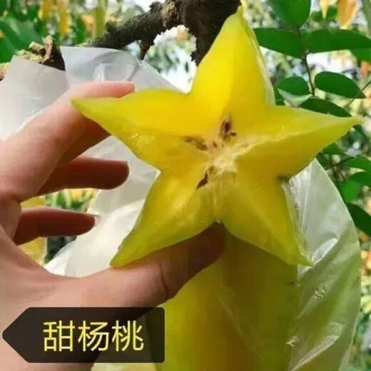 Linpan carambola fruit saplings, four-season sweet red carambola seedlings, grafted seedlings planted in the north and south, will bear fruit in the same year, four-season sweet carambola saplings, 8-year-old seedlings, buy 1 tree and 1 tree will bear fruit next year