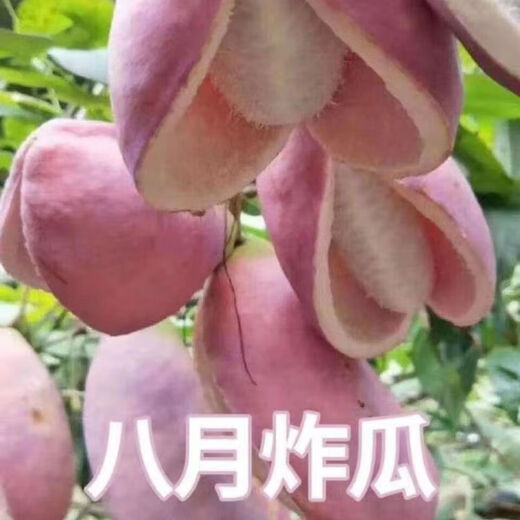 August melon, August fried seeds, new dietary fiber seeds, four-season climbing vines, balcony potted edible fruit seeds, August melon seeds/pack, about 20 capsules, 5 packs