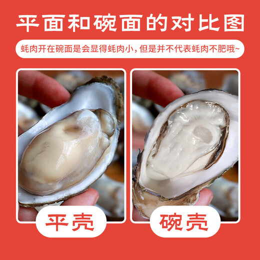 Fresh Jingcai Fresh Oysters 6XL Net weight 5Jin Jin is equal to 0.5kg 6-8 oysters Fresh to your home Fresh seafood Straight from the source