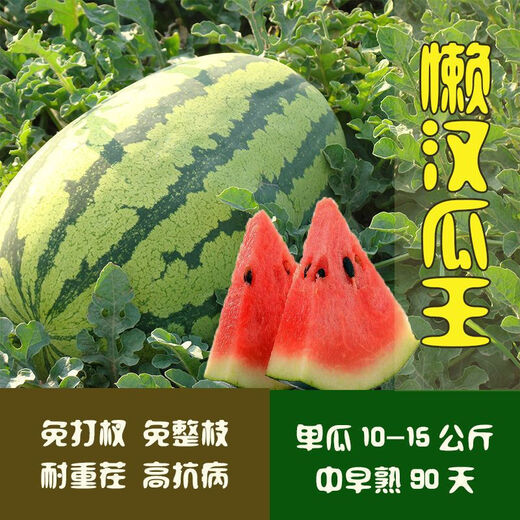 Watermelon Set, Watermelon Seeds, Watermelon Balcony Potted Plants, Farmhouse Garden Melon Seeds, Lazy Man King Watermelon Seeds, 2 packs, about 100 pieces
