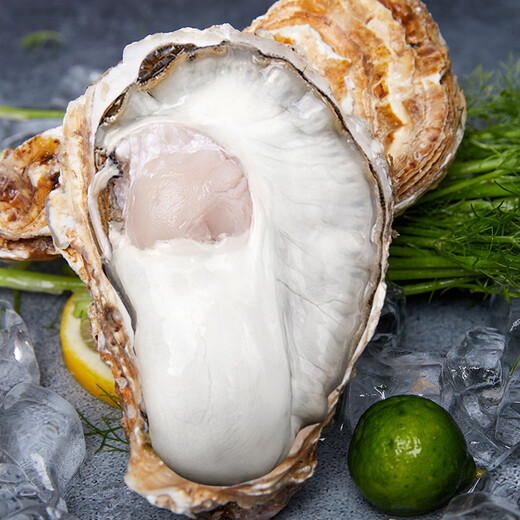 Fresh Jingcai Fresh Oysters 6XL Net weight 5Jin Jin is equal to 0.5kg 6-8 oysters Fresh to your home Fresh seafood Straight from the source
