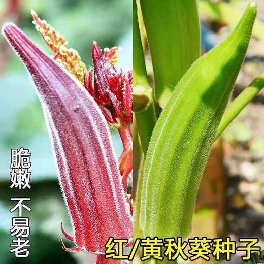 Okra seeds, fruit, red okra seeds, okra seedlings, sowing vegetables in spring and summer seasons, balcony courtyard, original pack of 50 okra seeds