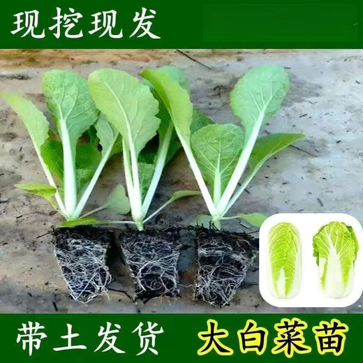 Chinese cabbage seedlings, yellow-heart baby cabbage seedlings, farm seedlings, Jiaozhou cabbage, autumn and winter cold-resistant high-yielding vegetable seedlings, 50 baby cabbage seedlings