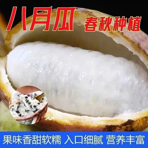 August melon, August fried seeds, new dietary fiber seeds, four-season climbing vines, balcony potted edible fruit seeds, August melon seeds/pack, about 20 capsules, 5 packs