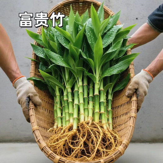 Shuzhimei hydroponic plants are good for growing lucky bamboo. Hydroponic lucky bamboo with roots 20 branches 15-20cm straight from the source