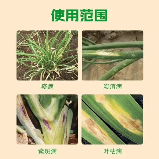 Onion, Ginger and Garlic Bacteria Cleansing Special Dry Tip Yellow Leaf Fast Green Agricultural Microbial Inoculum against Disease, Rust and Botrytis Botrytis Onion, Ginger and Garlic Bacteria Cleansing 25g*10 Bags