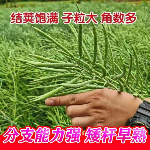 Spring and Autumn Golden Oil 999 Rapeseed Seed Certified High Yield Oil King Oil Pure Short Stem Early Mature Black Seed Resistant to Cold and Drought Resistant Golden Oil 999 Rapeseed Seed 5 cans about 500g