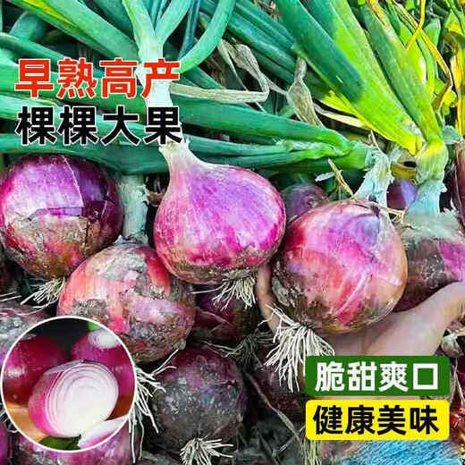 Onion seedlings, Shandong purple-skinned onion seedlings, fruit onion seedlings, cold-resistant and easy to live, freshly planted seedlings, dug and sold now, purple-skinned onion seedlings, 20 pieces